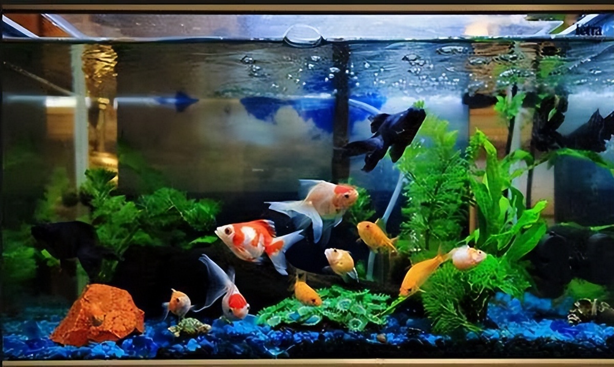 草金鱼晚上沉在水底不动,金鱼肚子胀大趴在水底不动