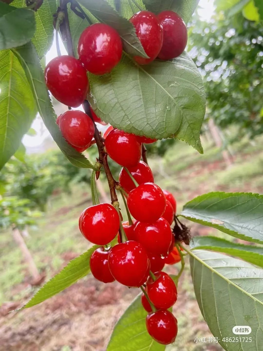 四川哪里可以采摘樱桃,成都周边摘桃攻略