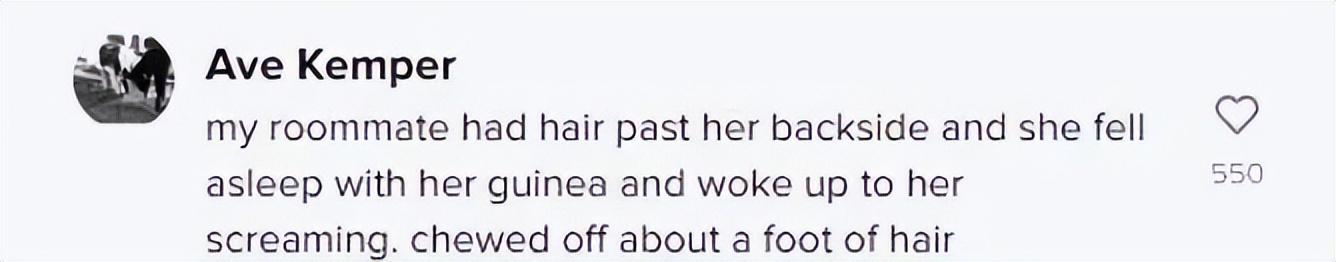 加拿大妈妈发现儿子头发莫名“越留越短”，居然是被家里豚鼠啃得