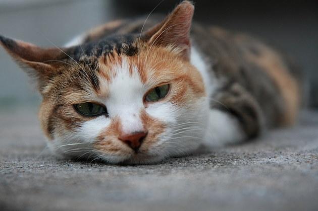 没有女朋友又怎样，有了米杯X，小伙竟体验到了冲上云霄的快乐！