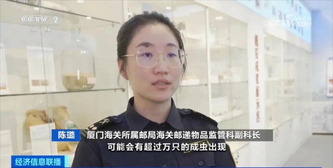 海关查获8只活体甲虫视频,海关截获多只活体甲虫