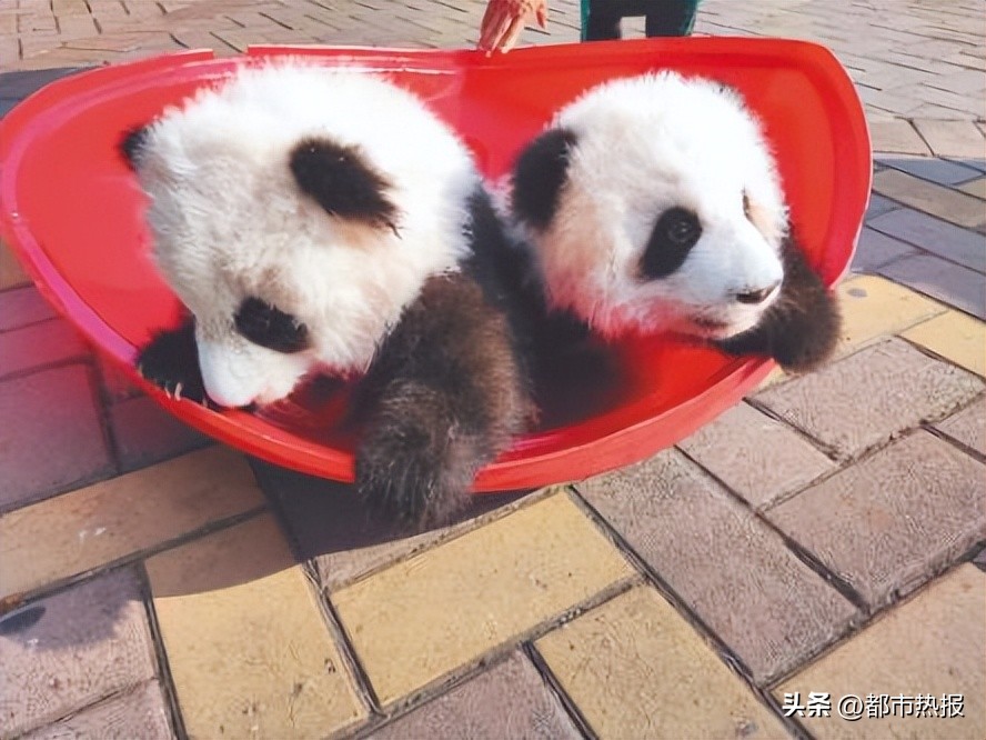 粘人精呆萌可爱的小宝贝,黏人精的小宝贝