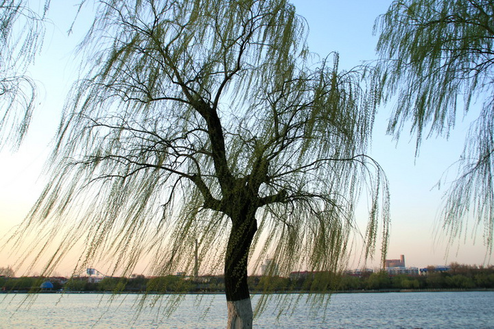 描写春风的诗句大全,关于春天春风的诗句古诗词