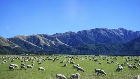 生活在新西兰的羊驼,生活在新西兰的中国人