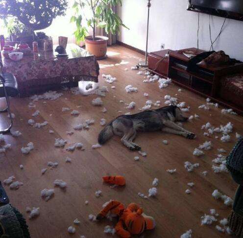 十大不建议新手养的狗,什么狗最好养又听话又便宜小型犬