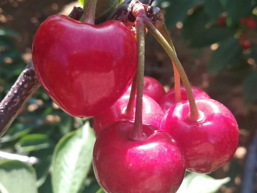 国内大樱桃现在都是哪里产的,中国三十多年前的樱桃
