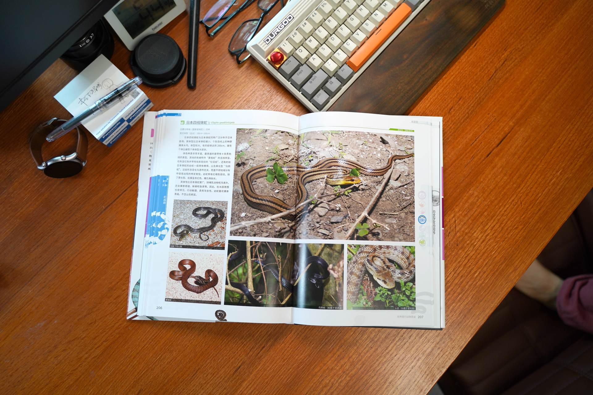 爬行动物世界动物园,世界爬行动物图鉴最新