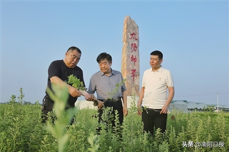 河南南阳艾草品牌,南阳绿莹艾草制品加盟