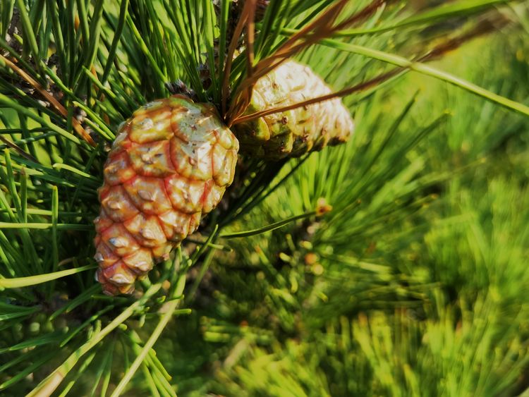 旅顺城山,旅顺城山怎么绕过去