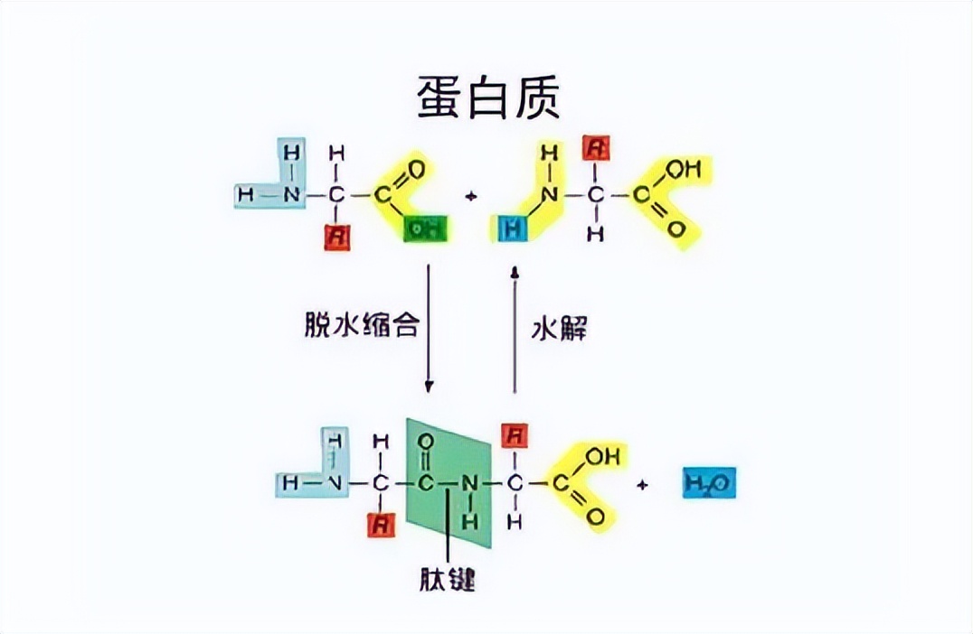 喝蛋白粉还是靠食物补充蛋白质,食疗补充蛋白质还是喝蛋白粉好