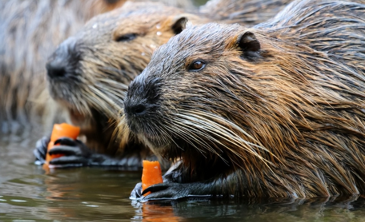 国内惊现巨型老鼠,上海巨型老鼠