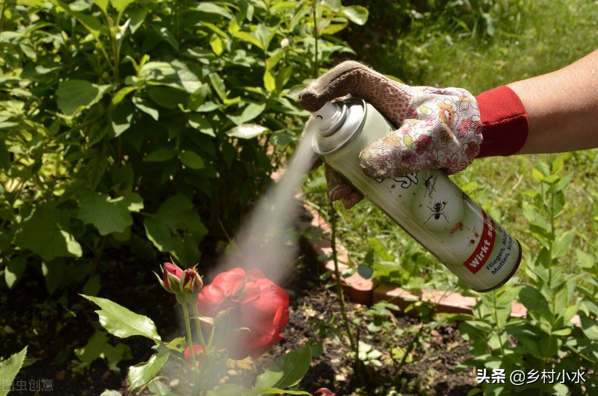 蚜虫的特点及防治方法有哪些,蚜虫用什么无毒害的治蚜虫最好
