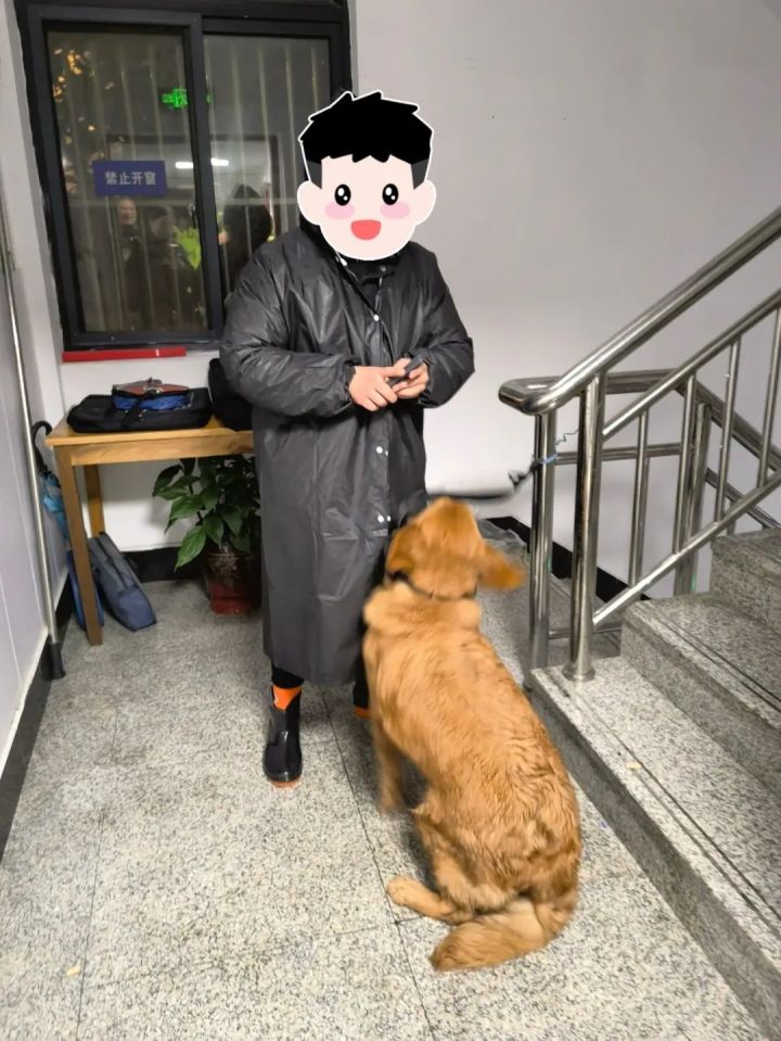 杭州突降暴雨道路积水事件,暴雨里的金毛