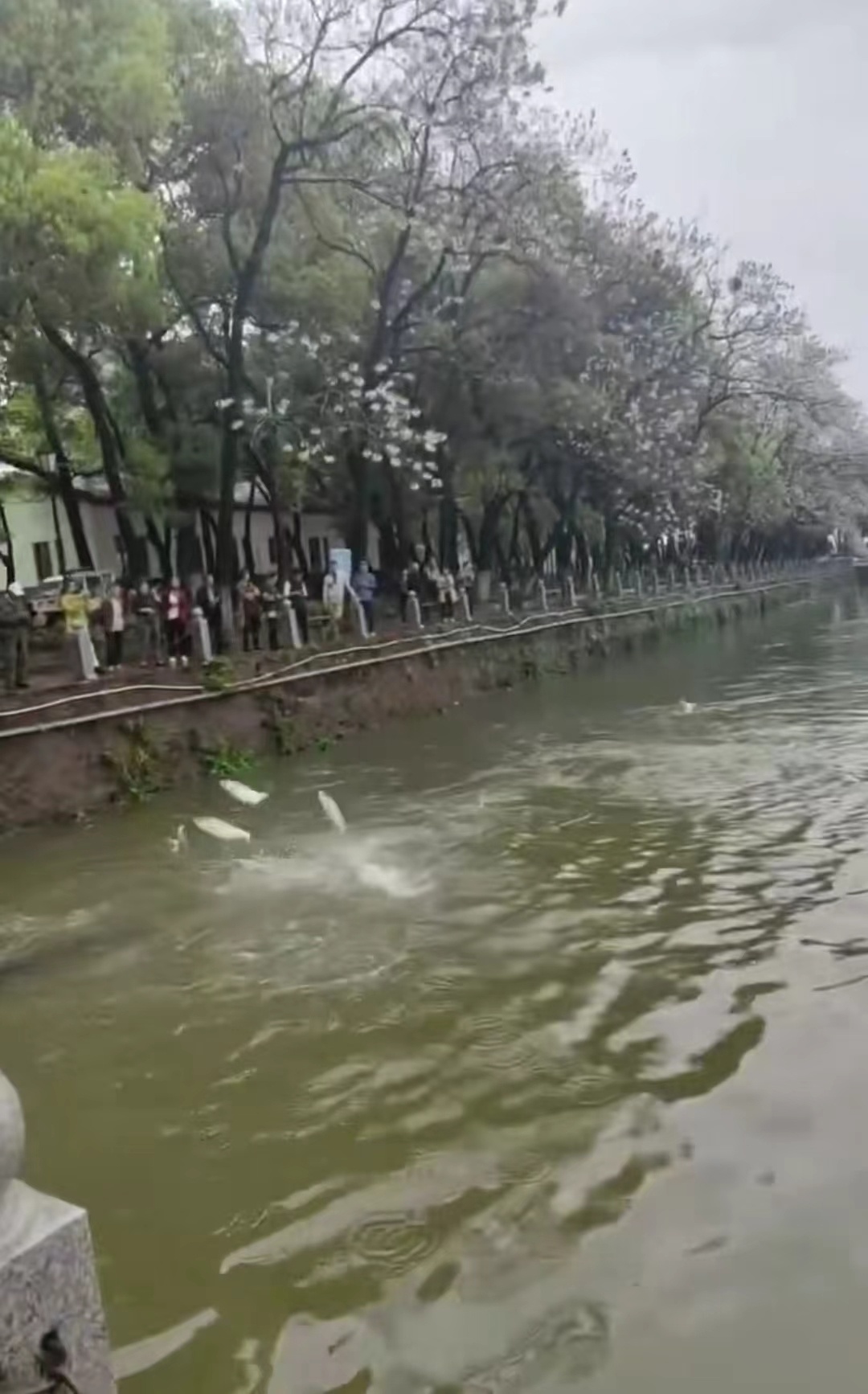 南昌一湖鱼群跃出水面,江西南昌青山湖鱼群跳出水面