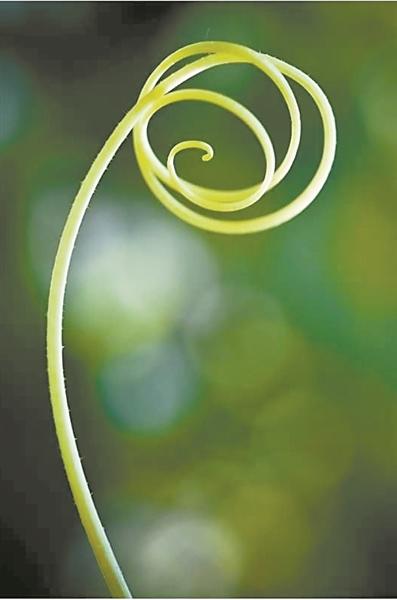 师法自然的园林,苏州园林的师法自然的特点