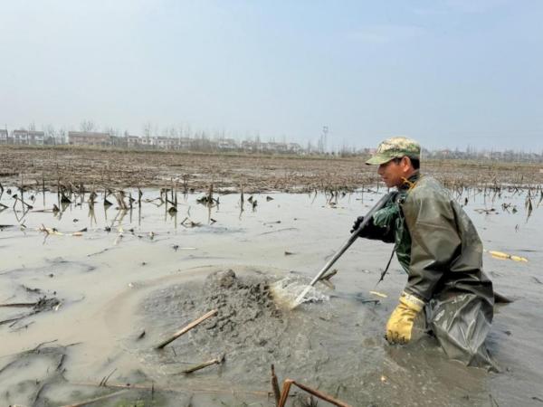 挖莲藕赚钱,挖藕一天挣千元