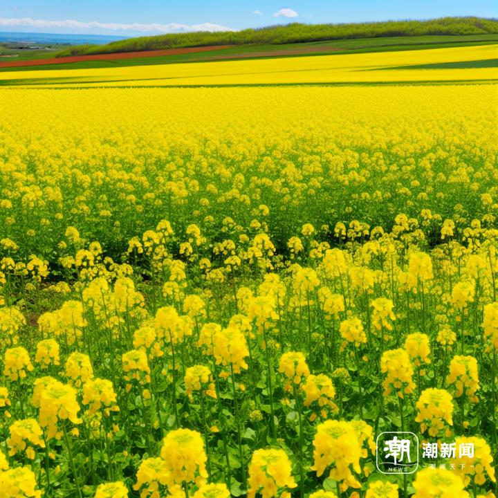 色拉正宗大豆油,色拉玉米油