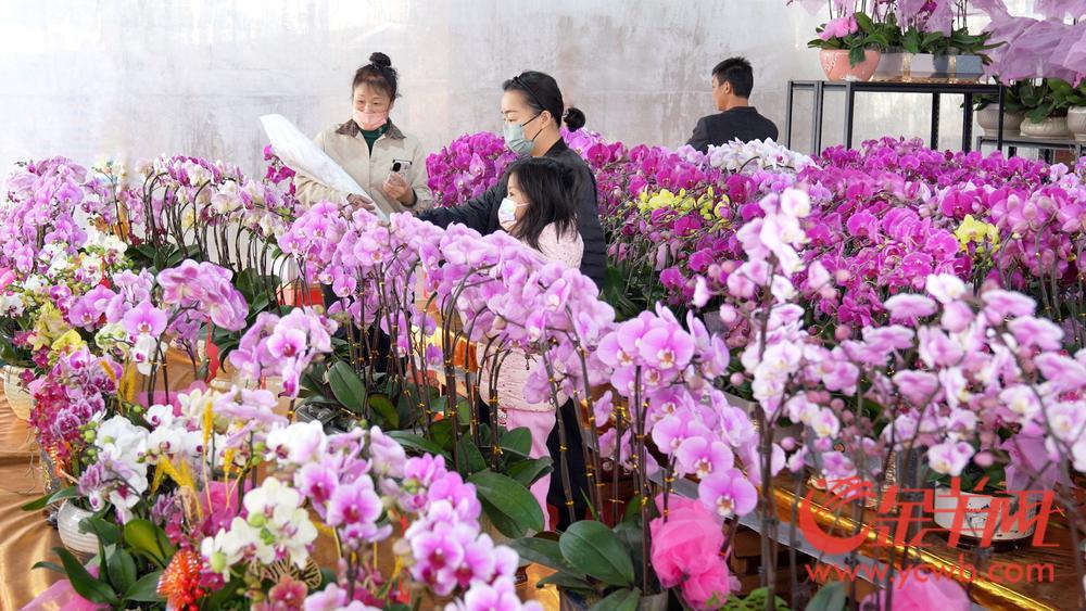 荔湾路花市攻略,广州荔湾花市有哪些