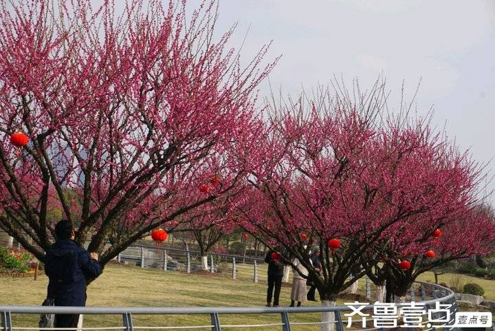 冬日梅园暗香浮动,梅园暗香的抖音