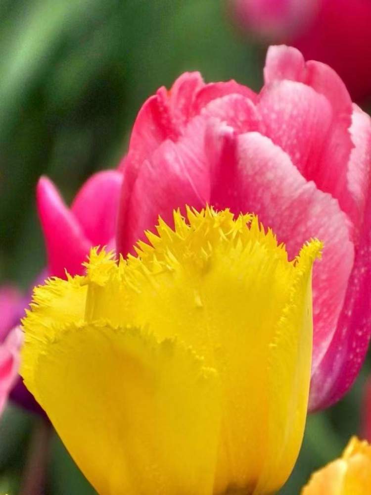 早上海头条㉞志愿者“老记”在周到平台连连发文收获大;梅花未谢,春花已浓;春天就要吃这些“鲜”味……