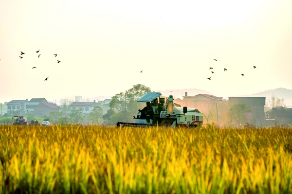 七山一水两分田视频,七山一水二分田浙江为什么富裕