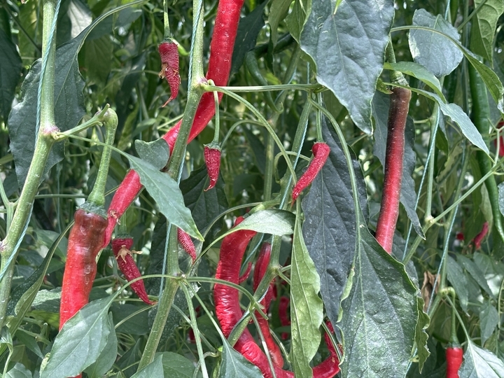 全国排名前十的蔬菜品种,中国十大蔬菜品种