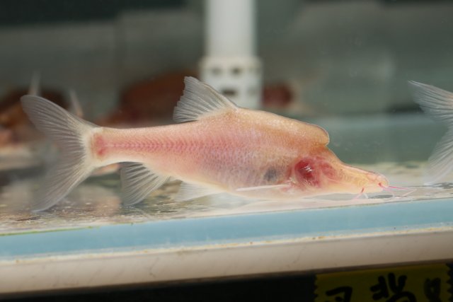 溶洞鱼没眼睛,洞穴鱼为什么会退化