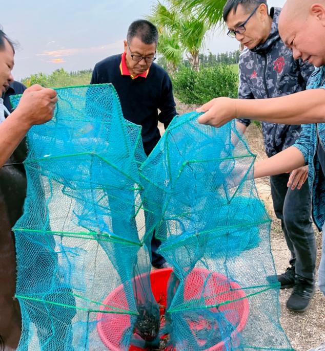 稻田大闸蟹养殖,广东江门大闸蟹养殖