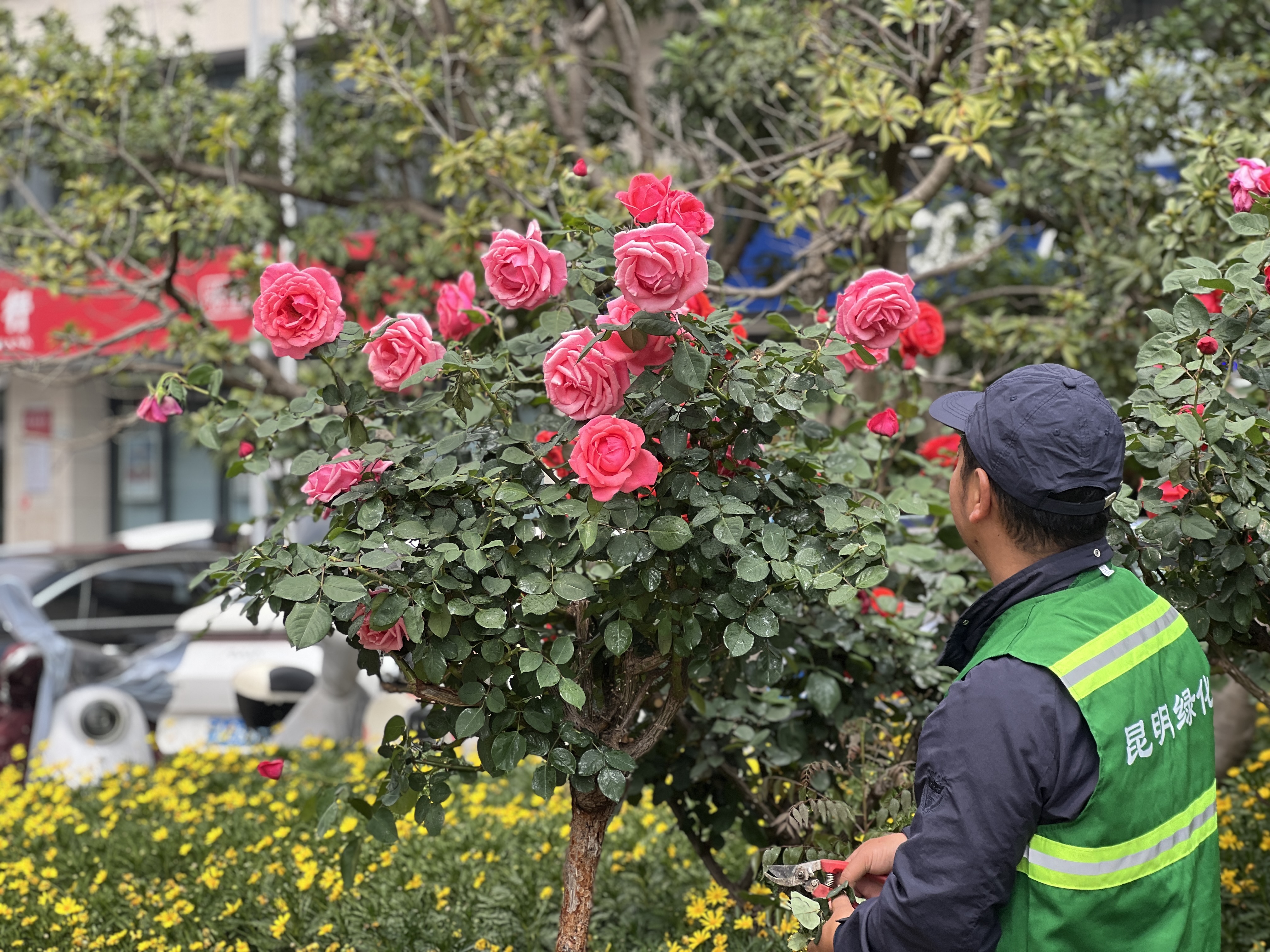 昆明繁花似锦的绿化带专打“高端局”他们在背后“上大分”