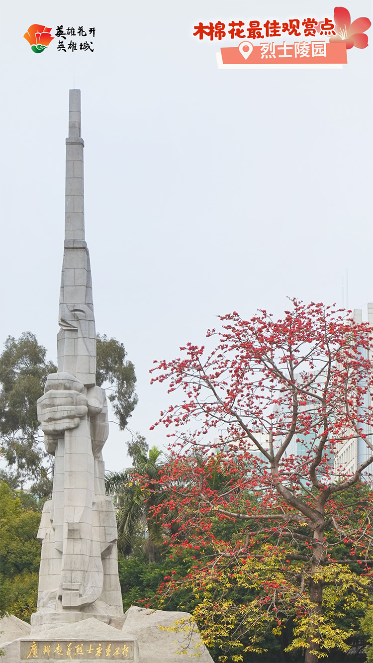 2022广州英雄城英雄花,广州英雄广场木棉花