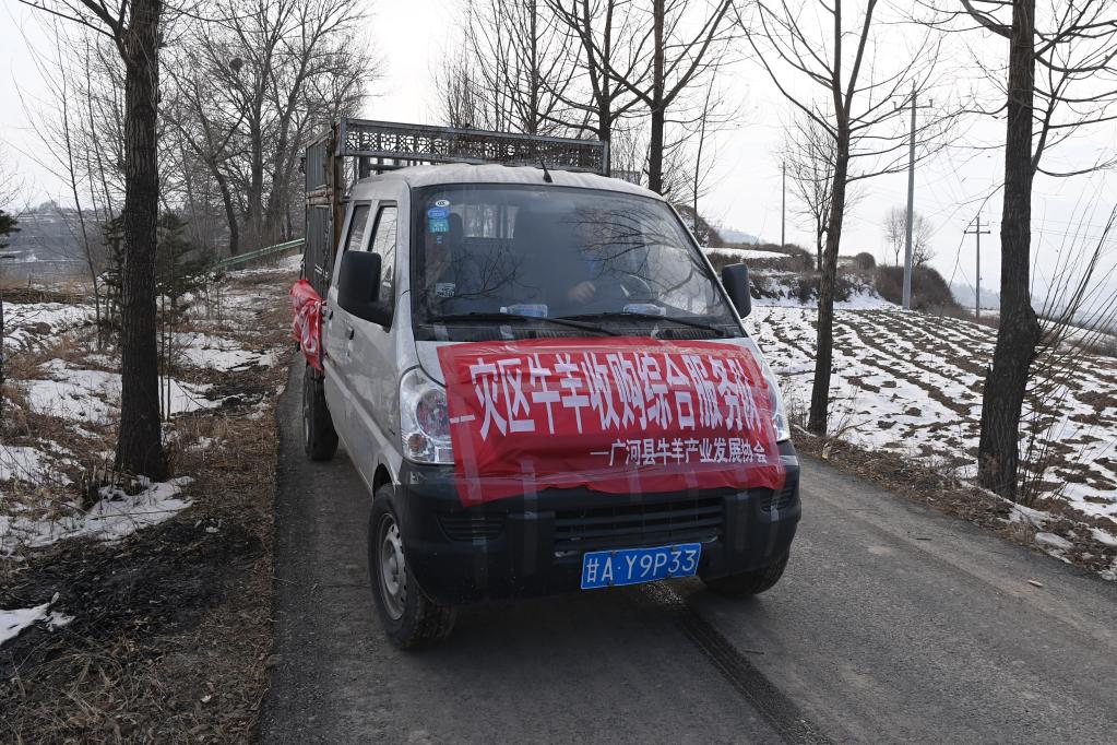 【甘快看】记者手记：牛羊的去处