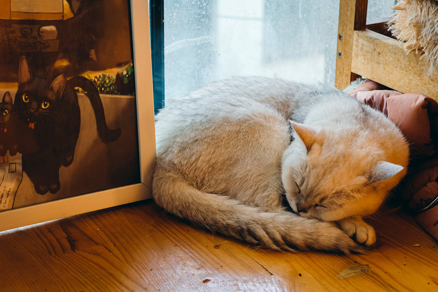 微单专业性价比最高最强相机,最新性价比最高微单相机