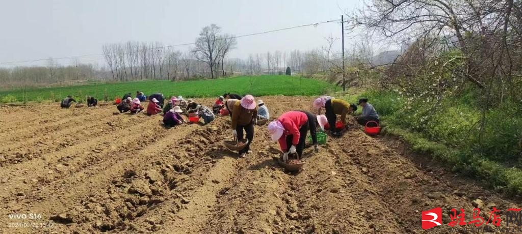 丹参种植经济效益,丹参致富