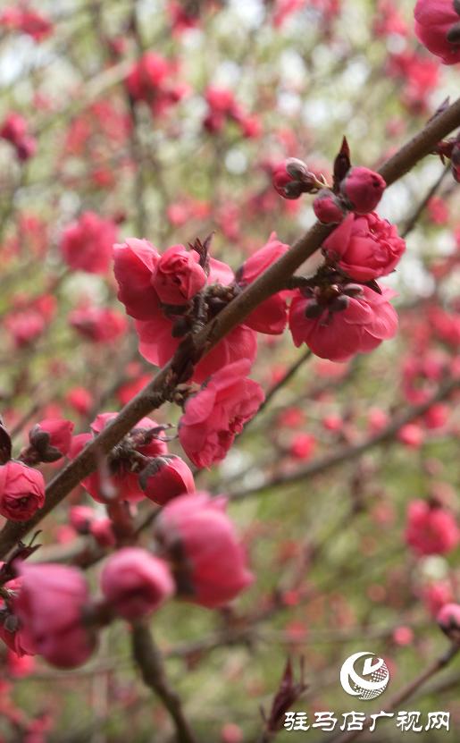 黄淮学院的春天,美丽的黄淮学院