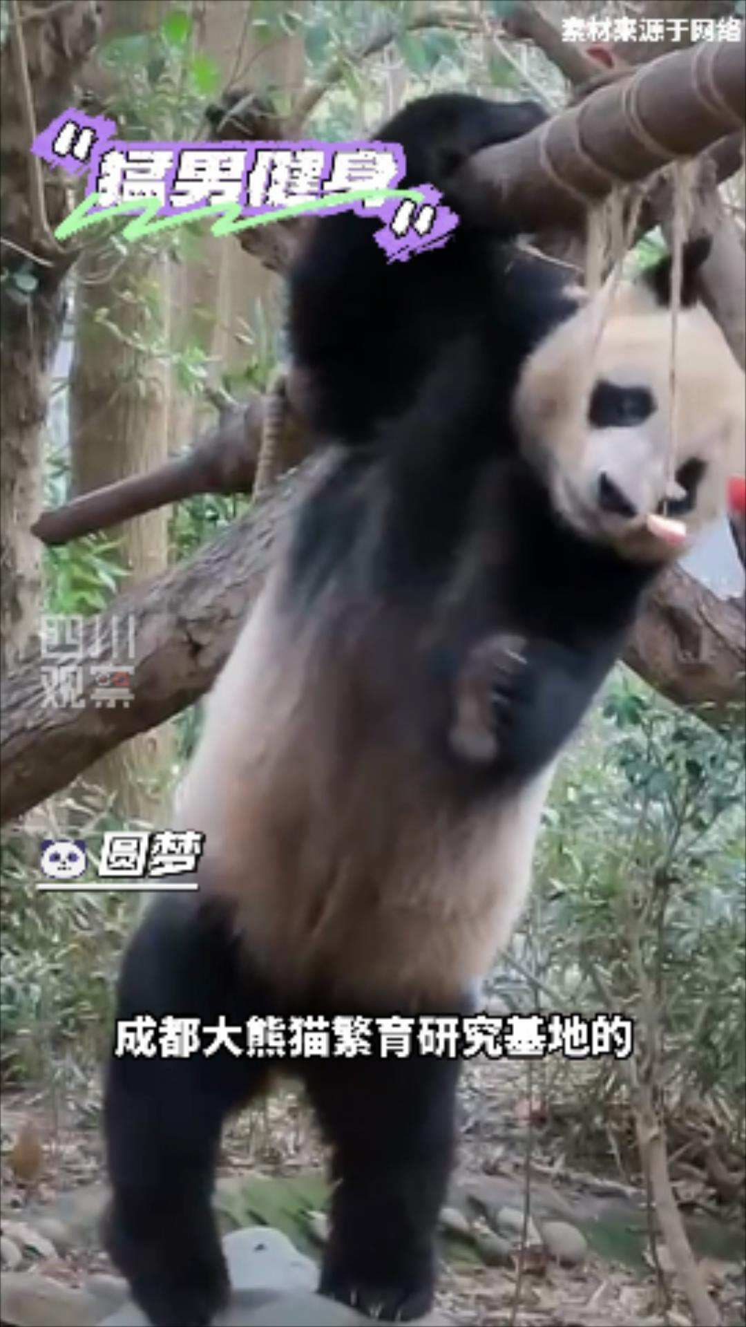 福宝的孩子回国吗,福宝回国后的饲养员是张鑫吗