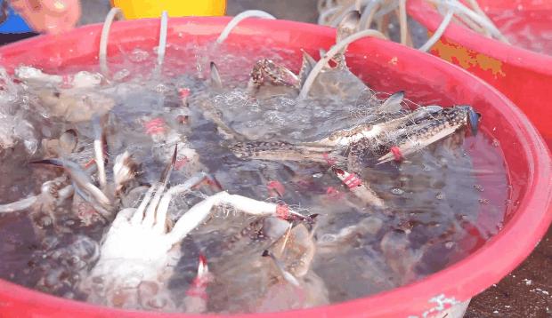 日照小海虾批发,日照小开海