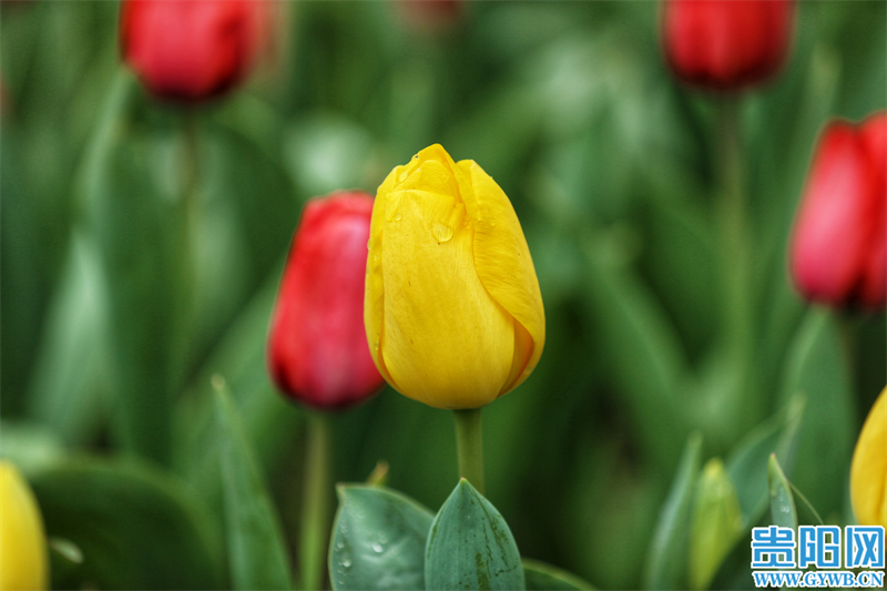 多彩贵州花漾中国走进黔西南,多彩贵州花漾中国兴义