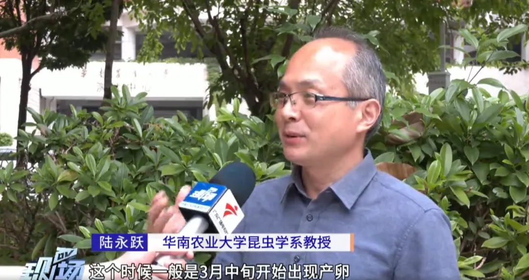 专家衣服上发现荔蝽虫卵要当心,荔蝽虫卵怎么预防