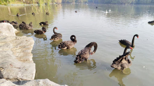 「自然之家」鹅丁兴旺扬州的黑天鹅从哪来？又会去哪？