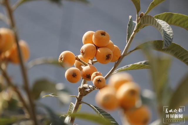上热搜！取天地间的草木，云南女子将汉服染成了古诗词里的颜色