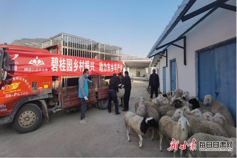 碧桂园携手东乡县羊产业闯出大市场