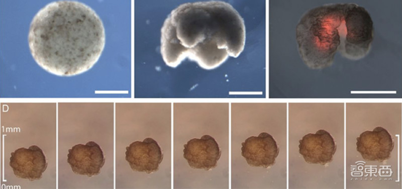 全球首例活体机器人生娃,能生娃的机器人有卵子吗