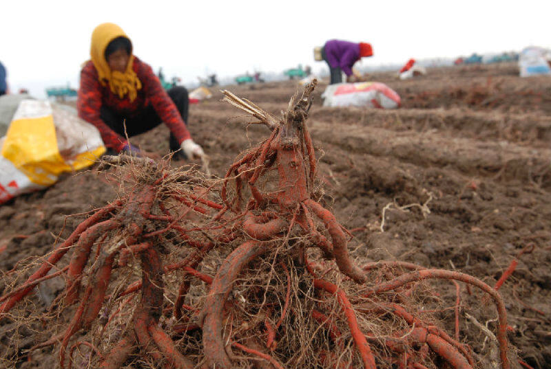 青岛市即墨区多渠道助力脱贫增收,青岛大田蓝莓丰收托起农民致富梦