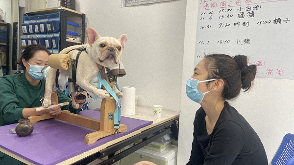 法斗在家泡药浴,自己在家给法斗泡药浴
