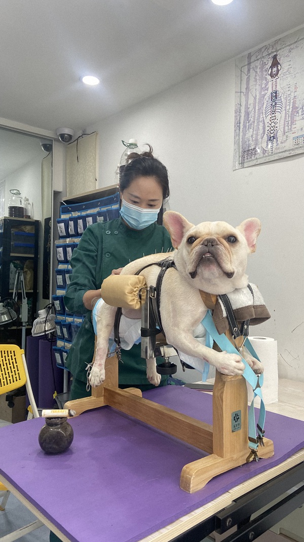 法斗在家泡药浴,自己在家给法斗泡药浴