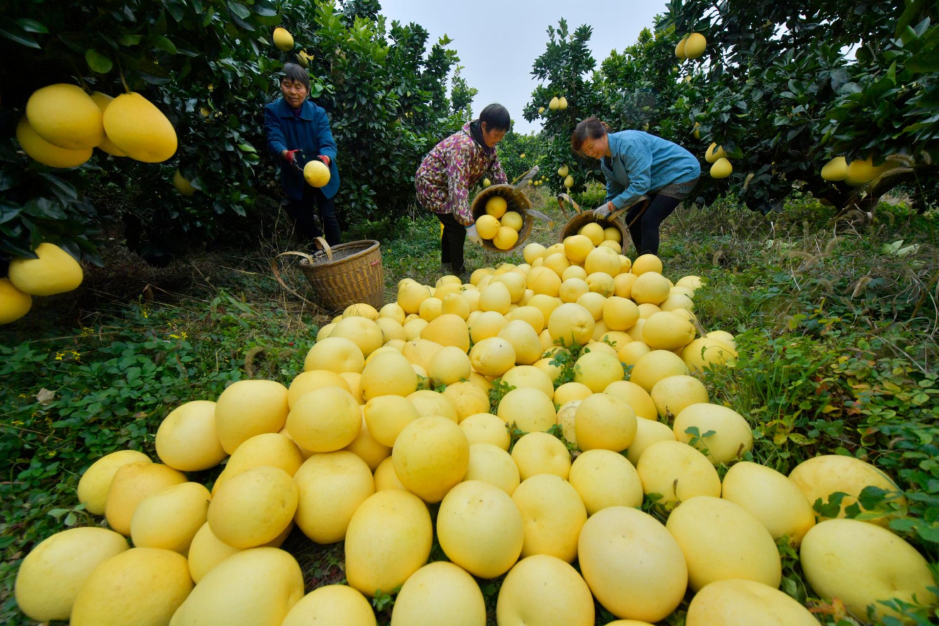 宣恩：山货“柚”走俏线上线下忙不停