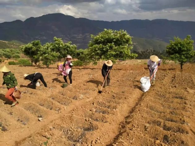 隆阳汉庄镇:小魔芋奏响乡村振兴“致富曲”