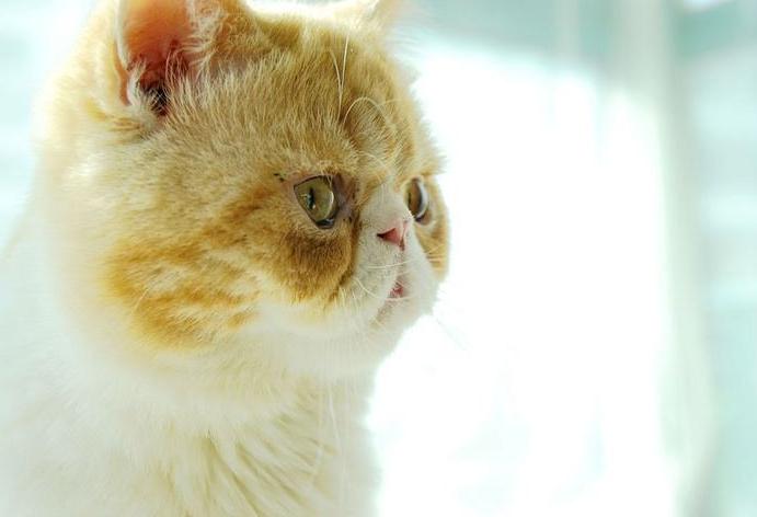 闆悆璁哄潧澶у挅,鑺﹀彑