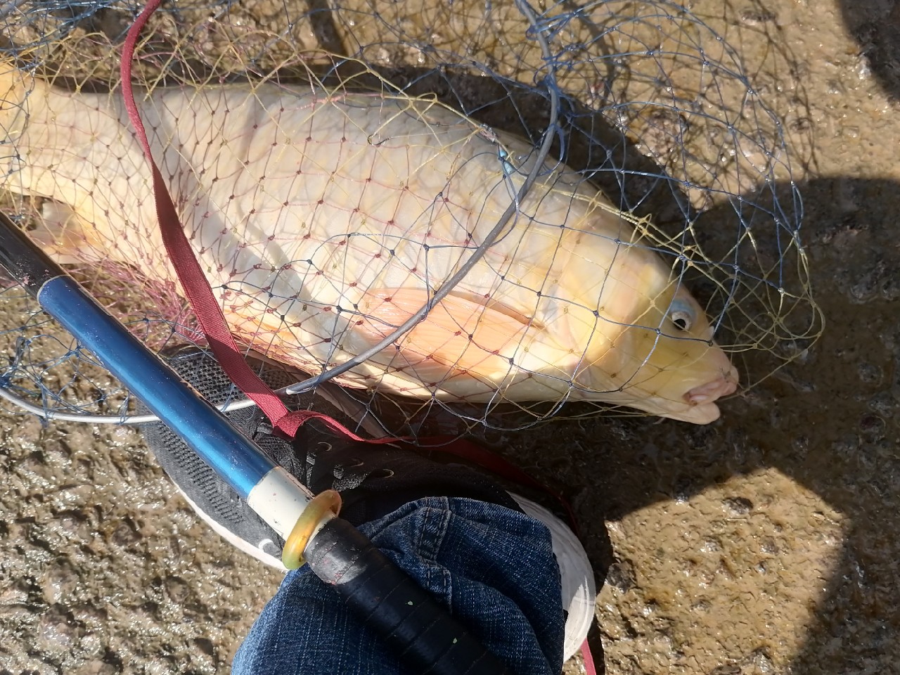 顶漂和黑漂是什么意思,顶漂上鱼和黑漂上鱼有什么区别