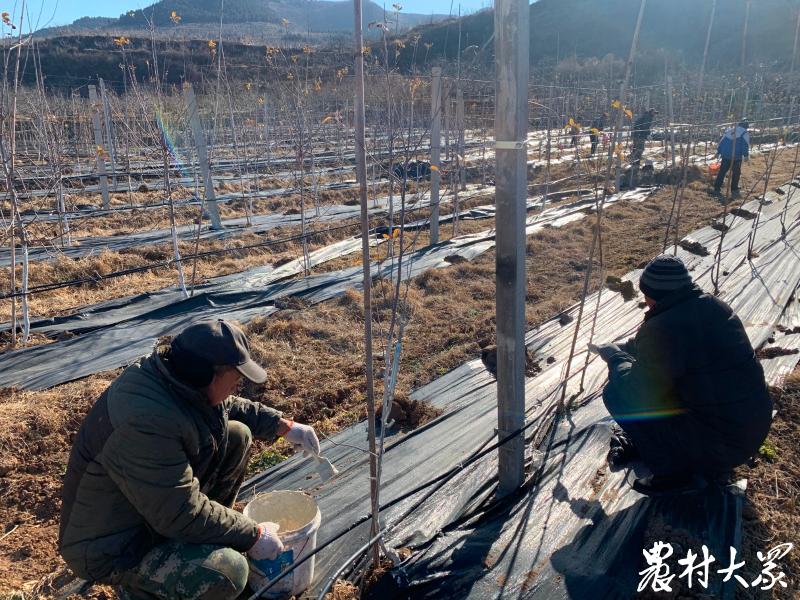 老苹果树怎么处理,老苹果树咋样